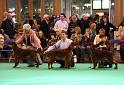 Crufts2010 1435